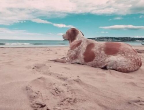 Más Playas Caninas para atraer el Turismo