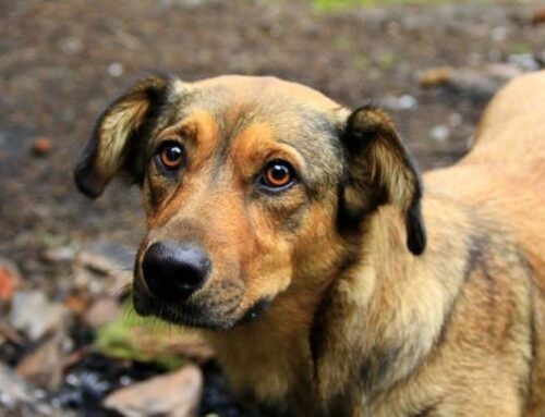 Campaña para ayudar a los animales afectados por la DANA