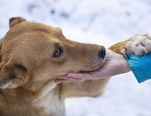 Ayudar a los refugios de animales afectados por la DANA