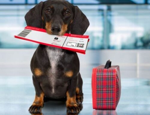 Aerolíneas para viajar con tu perro en cabina